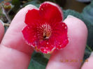 12 septembrie 2013-flori 166