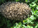 ariciul casei a fost prompt.......