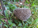 iar sticla de plastic......
