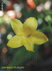 Jasminum Fruticans