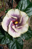 Tahitian Taui Hibiscus 003