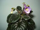 Country Crocus