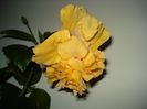 DSC09245