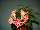 DSC09246