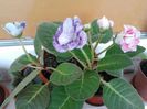 Gloxinia
