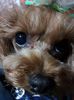 Dougie-misses-Minzy-TV