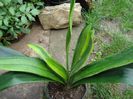 clivia variegat mada30vio