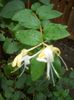 lonicera japonica - Mana Maicii Domnului