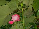 DSCN1287