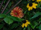 DSCN1298