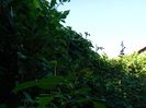 DSCN1336