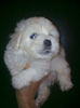 Bichon havanese