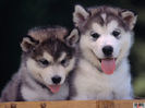 poze-animale-fericite_caini_husky-pui