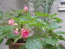 DSCN4370