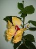 DSC09334