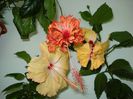 DSC09336