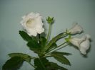 DSC09303