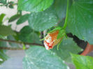 DSCN5045
