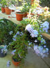 DSCN5047