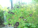 DSCN5049