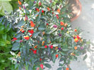 DSCN5051
