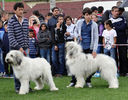 expo pastorala Rucar12