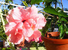 HIBISCUS PINK CLASSIC DUBLU
