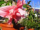 HIBISCUS PINK CLASSIC DUBLU