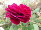 DSCF5850