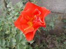 DSCF5856