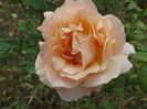 DSCF5864