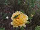 DSCF5887
