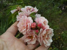 DSCF5890
