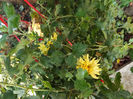 DSCF5907