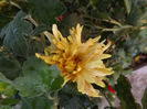 DSCF5908