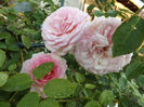 DSCF5912
