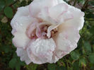 DSCF5913