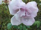 DSCF5914