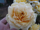 DSCF5917