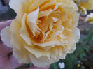 DSCF5918