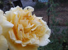 DSCF5919