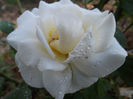 DSCF5920