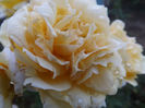DSCF5921