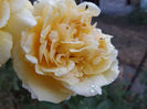 DSCF5922