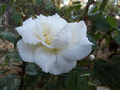 DSCF5923