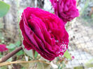 DSCF5927