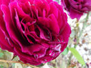 DSCF5928