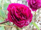 DSCF5929