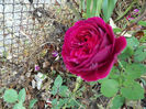 DSCF5933
