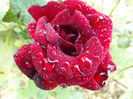 DSCF5934